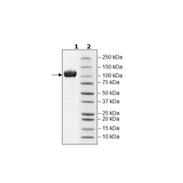ACE2, His-Avi-Tag, Biotin-labeled HiP™ Recombinant – Figure 1 of 3