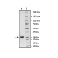 Ca2+ Independent Sortase, His-Tag (S. aureus) Recombinant – Figure 1 of 2