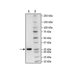 Ca2+ Independent Sortase, His-Tag (S. aureus) Recombinant – Figure 1 of 2