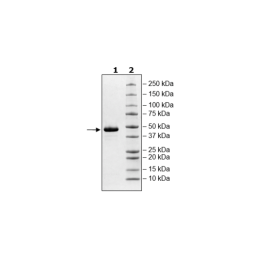 Nectin4, His-Avi-Tag HiP™ Recombinant – Figure 1 of 2