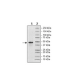 Nectin4, His-Avi-Tag, Biotin-labeled Recombinant – Figure 1 of 2