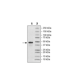 Nectin4, His-Avi-Tag, Biotin-labeled Recombinant – Figure 1 of 2