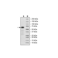 TGFβR2, Fc Fusion, Avi-tag, Biotin-labeled (Mouse) Recombinant – Figure 1 of 1