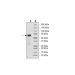 TGFβR2, Fc Fusion, Avi-tag, Biotin-labeled (Mouse) Recombinant – Figure 1 of 1