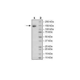 Spike S1 (13-665), Fc fusion, Avi-tag, Biotin-Labeled (SARS-CoV-2) Recombinant – Figure 1 of 3
