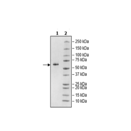 Anti-BCMA-Anti-CD3 Bispecific Molecule – Figure 1 of 4