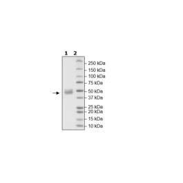 FGFR1, Avi-His-Tag, Biotin-labeled (Dephosphorylated) Recombinant – Figure 1 of 2
