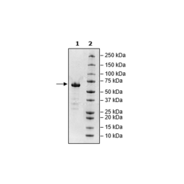 Spike S1 RBD, Fc-Fusion, Avi-Tag, Biotin-labeled (SARS-CoV-2) Recombinant – Figure 1 of 2