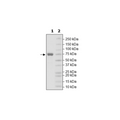 3CL Protease (Mpro), MBP-tag (SARS-CoV-2) Recombinant – Figure 1 of 3
