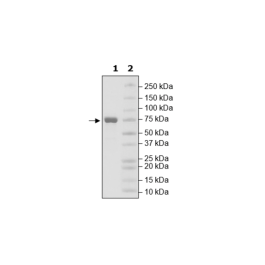 3CL Protease (Mpro), MBP-tag (SARS-CoV-2) Recombinant – Figure 1 of 3
