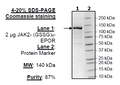 JAK2 (V617F, Y1007F, Y1008F)- (GSSG)8-EPOR Recombinant – Figure 1 of 1