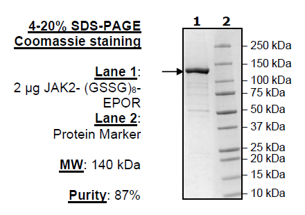 JAK2 (V617F, Y1007F, Y1008F)- (GSSG)8-EPOR Recombinant – Figure 1 of 1