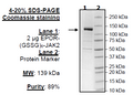 EPOR-(GSSG)6- JAK2(V617F, Y1007F, Y1008F) Recombinant – Figure 1 of 1