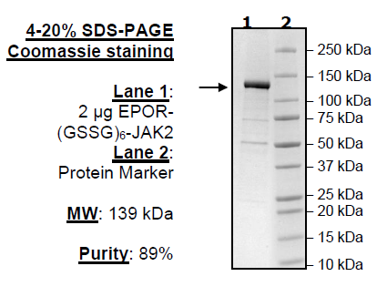 EPOR-(GSSG)6- JAK2(V617F, Y1007F, Y1008F) Recombinant – Figure 1 of 1