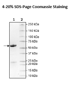 ALK2 (ACVR1) (R206H), GST-Tag Recombinant – Figure 1 of 1