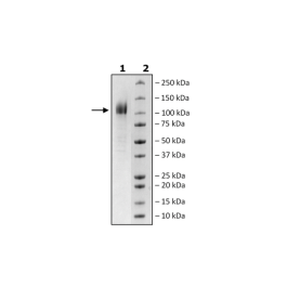 Spike S1 (16-685), Avi-His-Tag, Biotin-Labeled (SARS-CoV-2) Recombinant – Figure 1 of 2