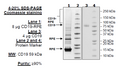CD19, Fc-Fusion (IgG1), Avi-Tag, PE-labeled Recombinant – Figure 1 of 4
