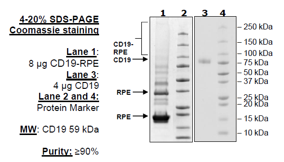 CD19, Fc-Fusion (IgG1), Avi-Tag, PE-labeled Recombinant – Figure 1 of 4