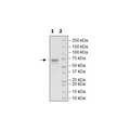 3CL Protease, MBP-tag, His-tag (SARS-CoV-1) Recombinant – Figure 1 of 3