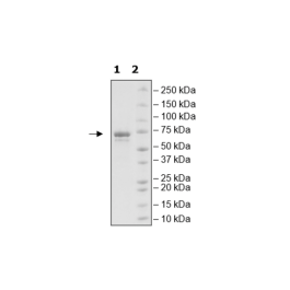 3CL Protease, MBP-tag, His-tag (SARS-CoV-1) Recombinant – Figure 1 of 3
