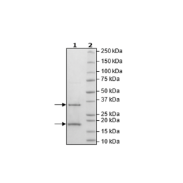 NSP10/NSP16 Complex (SARS-CoV-2) Recombinant – Figure 1 of 1