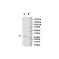 HSP90α, His-Avi-Tag, Biotin-labeled (Mouse) Recombinant – Figure 1 of 1