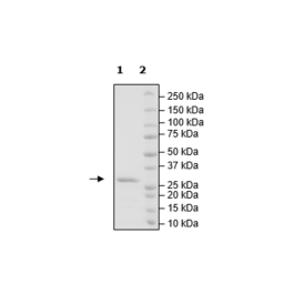 HSP90α, His-Avi-Tag, Biotin-labeled (Mouse) Recombinant – Figure 1 of 1