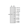 SOS1, FLAG-Tag, Avi-Tag Recombinant – Figure 1 of 1