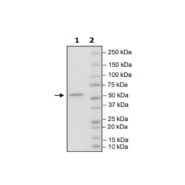 SOS1, FLAG-Tag, Avi-Tag Recombinant – Figure 1 of 1
