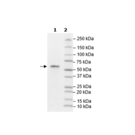 SOS1, FLAG-Tag, Avi-Tag, Biotin-Labeled Recombinant – Figure 1 of 2