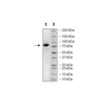 3CL Protease, MBP-tag, His-tag (MERS-CoV) Recombinant – Figure 1 of 3
