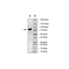 3CL Protease, MBP-tag, His-tag (MERS-CoV) Recombinant – Figure 1 of 3
