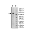 Anti-BCMA-Anti-CD19-Anti-CD3 Trispecific Molecule – Figure 1 of 5