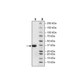 Spike S1 RBD (V367F), Avi-His-tag (SARS-CoV-2) HiP™ Recombinant – Figure 1 of 2