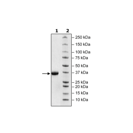 Spike S1 RBD (V367F), Avi-His-tag (SARS-CoV-2) HiP™ Recombinant – Figure 1 of 2