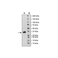 Spike S1 RBD (V367F), Avi-His-tag Biotin-labeled (SARS-CoV-2) Recombinant – Figure 1 of 2