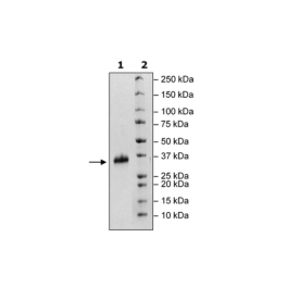 Spike S1 RBD (V367F), Avi-His-tag Biotin-labeled (SARS-CoV-2) Recombinant – Figure 1 of 2