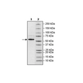 Nucleocapsid Protein, Avi-His-tag (SARS-CoV-2) Recombinant – Figure 1 of 1