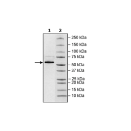 Nucleocapsid Protein, Avi-His-tag (SARS-CoV-2) Recombinant – Figure 1 of 1
