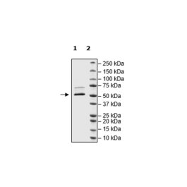 Nucleocapsid Protein, Avi-His-tag, Biotin-Labeled (SARS-CoV-2) – Figure 1 of 1