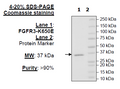 FGFR3 (K650E), His-Tag (Dephosphorylated) Recombinant – Figure 1 of 1