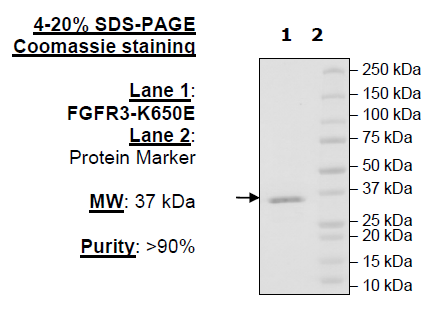 FGFR3 (K650E), His-Tag (Dephosphorylated) Recombinant – Figure 1 of 1