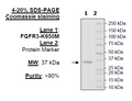FGFR3 (447-761) (K650M), His-Tag (Dephosphorylated) Recombinant – Figure 1 of 1