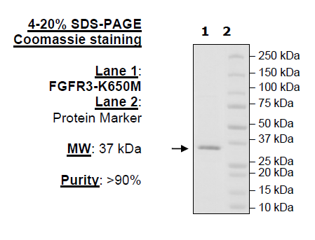 FGFR3 (447-761) (K650M), His-Tag (Dephosphorylated) Recombinant – Figure 1 of 1