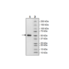 Spike S1 Neutralizing Antibody (VHH), Fc-fusion (IgG1), Avi-Tag (SARS-CoV-1), Biotin-labeled – Figure 1 of 2