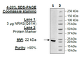 NRAS (Q61H), His-Tag Recombinant – Figure 1 of 1