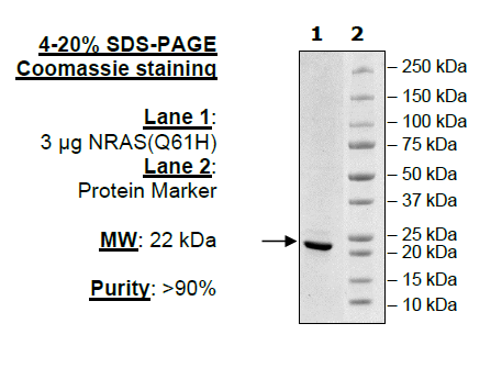 NRAS (Q61H), His-Tag Recombinant – Figure 1 of 1