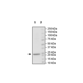 NRAS (Q61K), His-Tag Recombinant – Figure 1 of 1