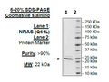 NRAS (Q61L), His-Tag Recombinant – Figure 1 of 1