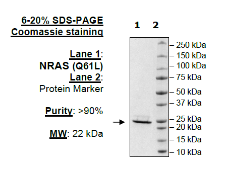 NRAS (Q61L), His-Tag Recombinant – Figure 1 of 1